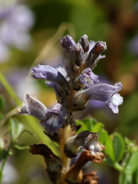 Orobanche da determinare