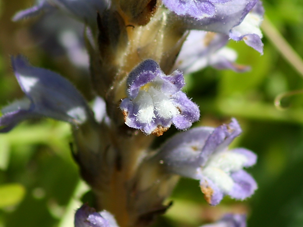 Orobanche da determinare