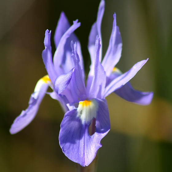 Moraea sisyrinchium / Giaggiolo dei poveretti