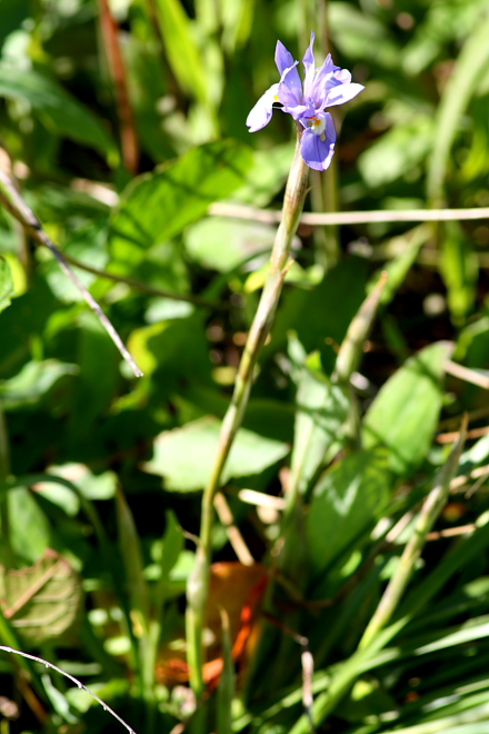 Moraea sisyrinchium / Giaggiolo dei poveretti