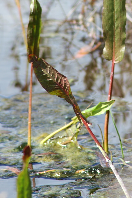 Rumex sp.