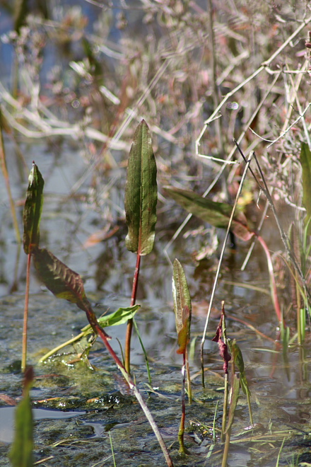 Rumex sp.