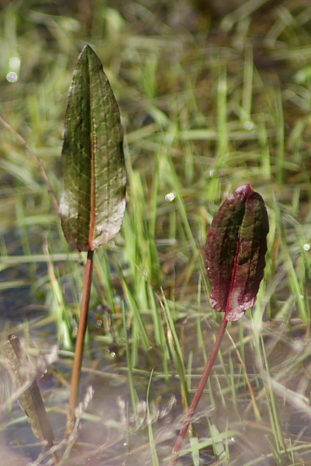 Rumex sp.