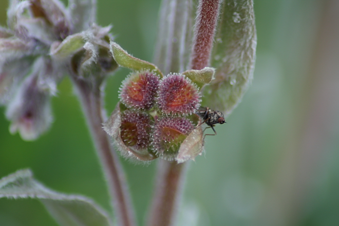 Cynoglossum cheirifolium / Lingua di cane giallastra