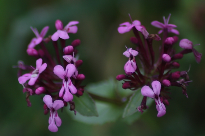 Fedia graciliflora