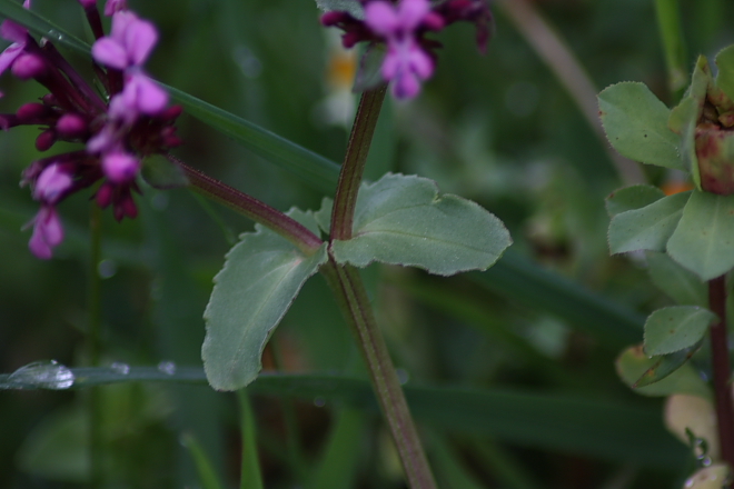 Fedia graciliflora