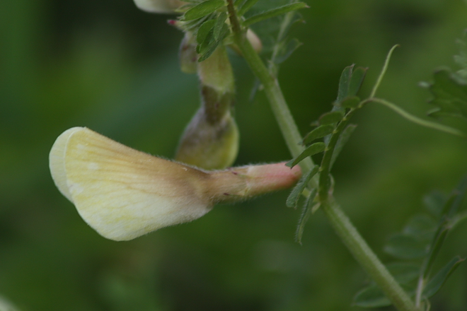 Vicia hybrida