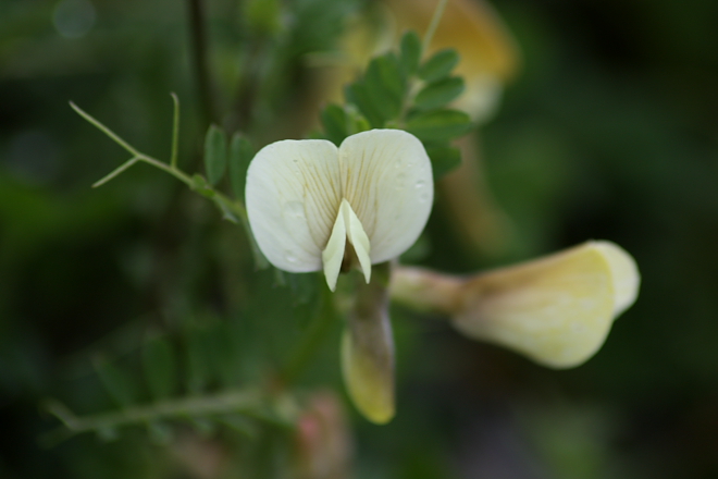 Vicia hybrida