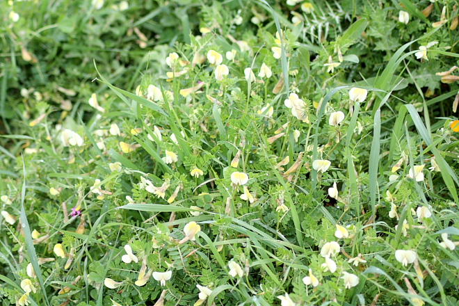 Vicia hybrida