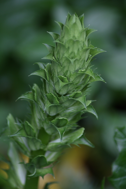 Acanthus mollis