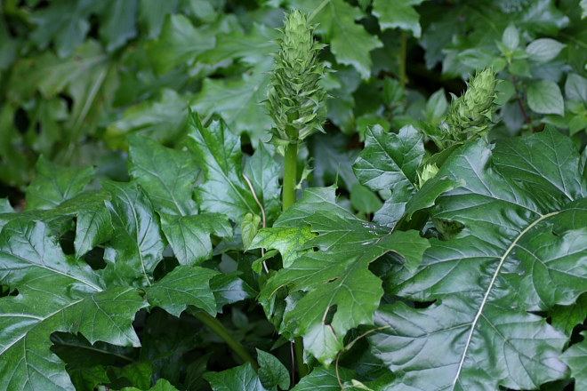 Acanthus mollis