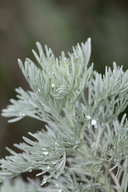 Artemisia arborescens