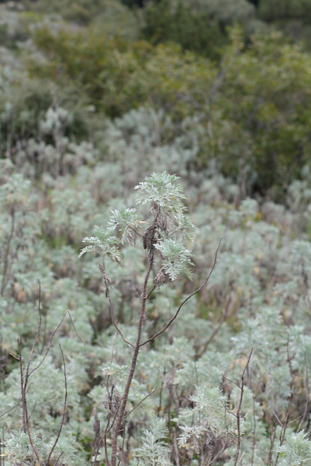 Artemisia arborescens