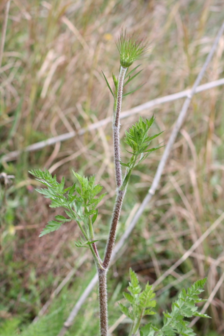 Daucus carota sl.