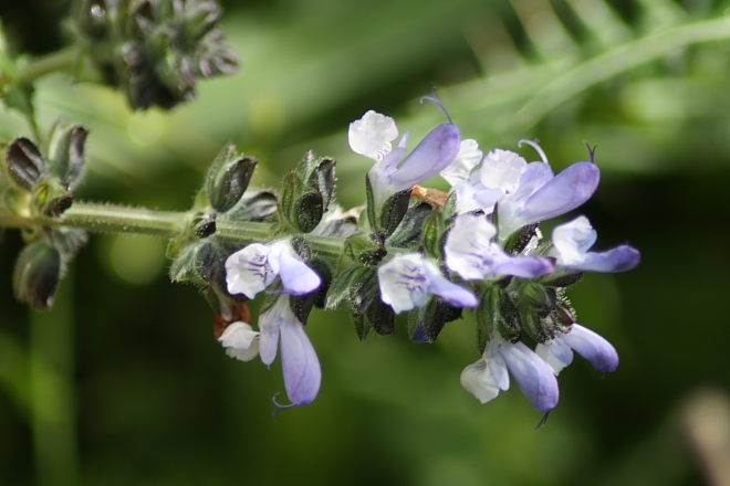 Salvia clandestina