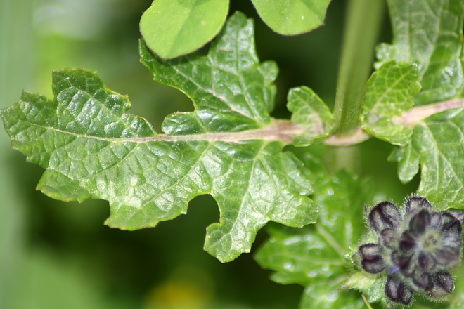 Salvia clandestina