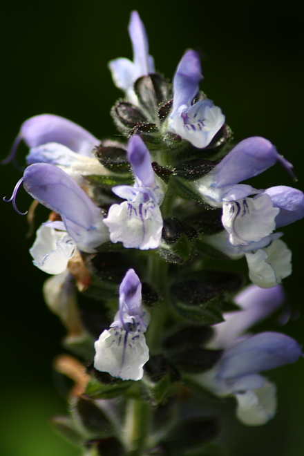 Salvia clandestina