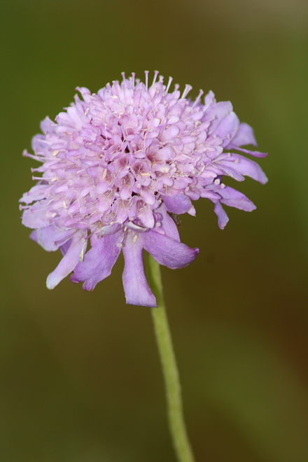 Dipsacacea da determinare