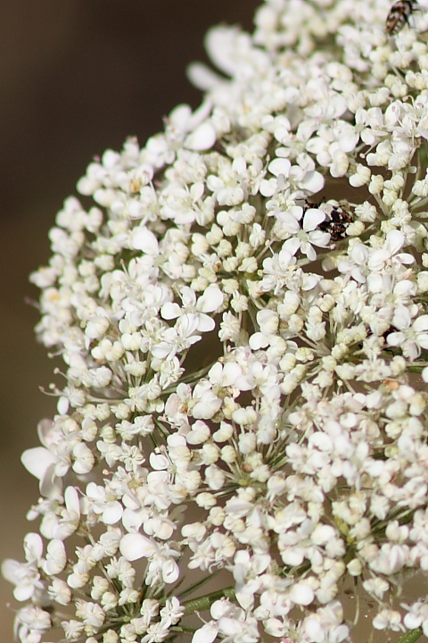 Daucus carota