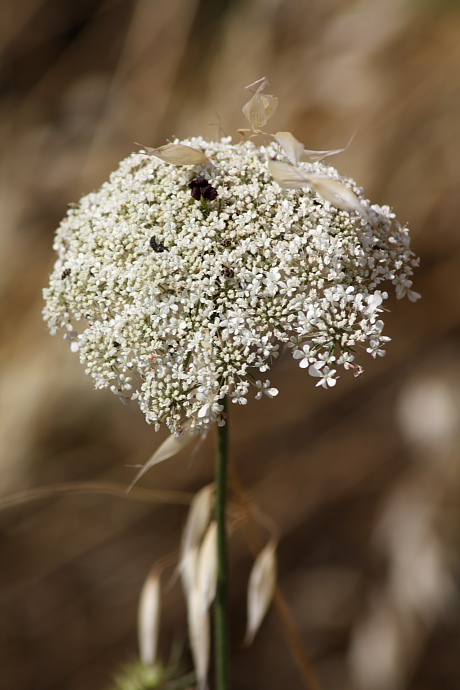 Daucus carota