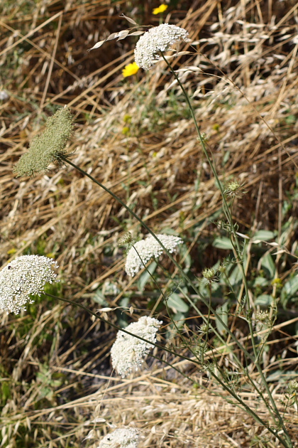 Daucus carota