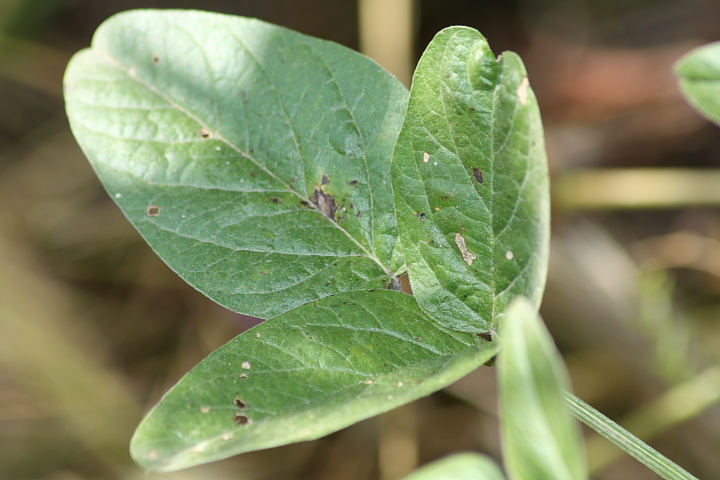 Bituminaria bituminosa