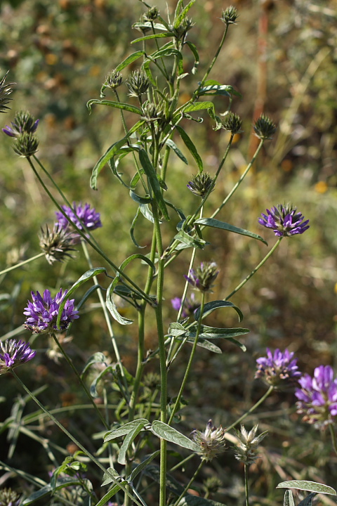 Bituminaria bituminosa