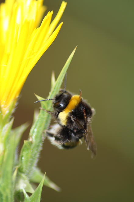 Bombus