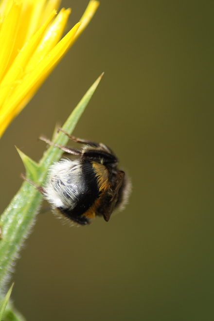 Bombus