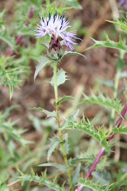 Carthamus caeruleus /  Cardoncello azzurro