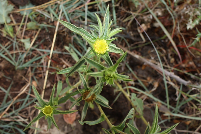 Pallenis spinosa