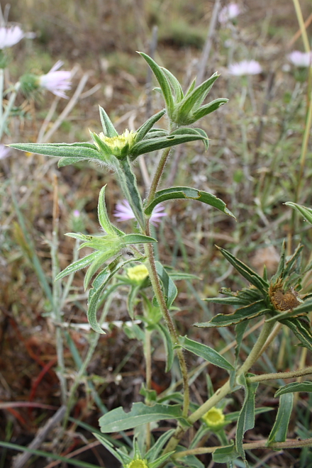 Pallenis spinosa