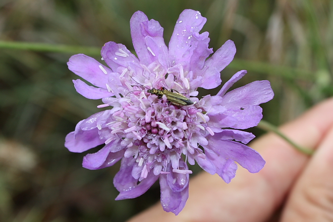 Oedemera sp.