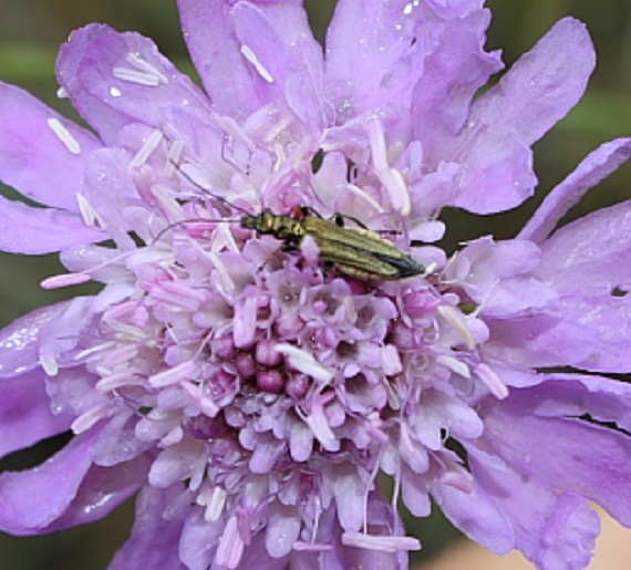 Oedemera sp.