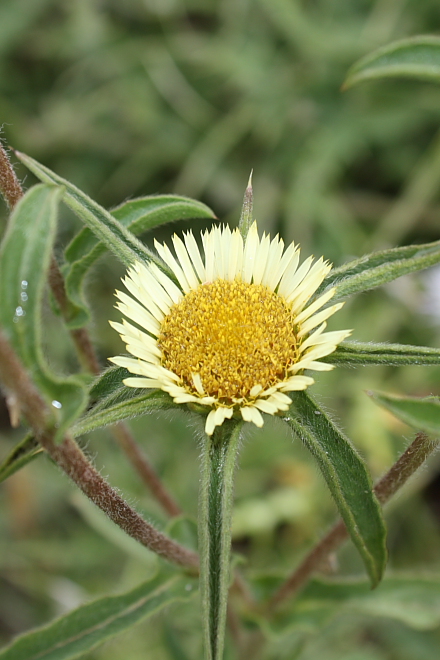 Pallenis spinosa