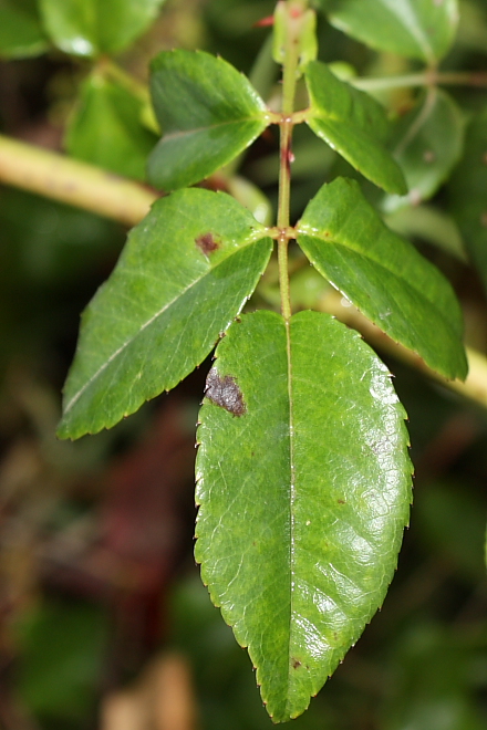 Rosa sempervivens