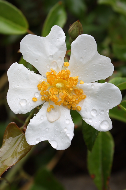 Rosa sempervivens