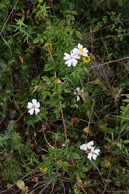 Rosa sempervivens