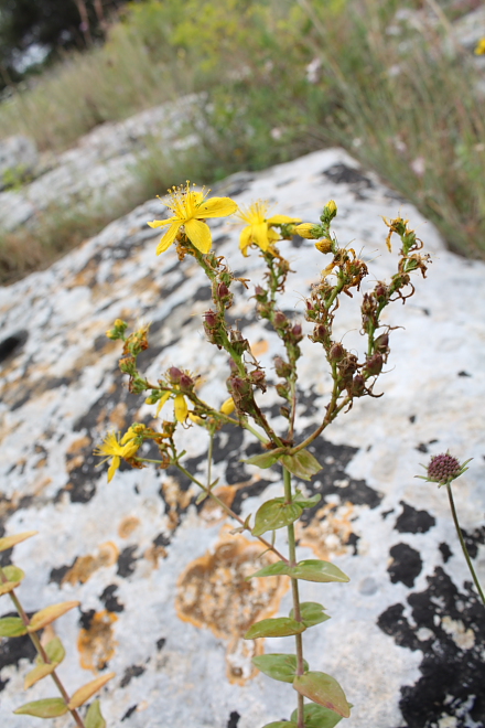 Hypericum sp.