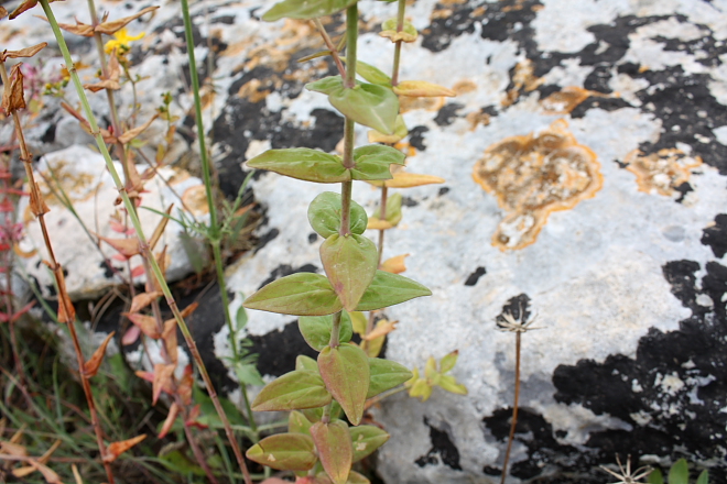 Hypericum sp.