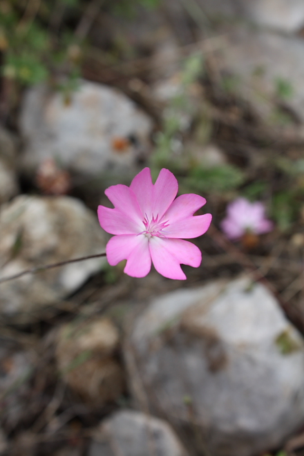 Eudianthe coeli-rosa (=Silene coeli-rosa) / Silene celirosa