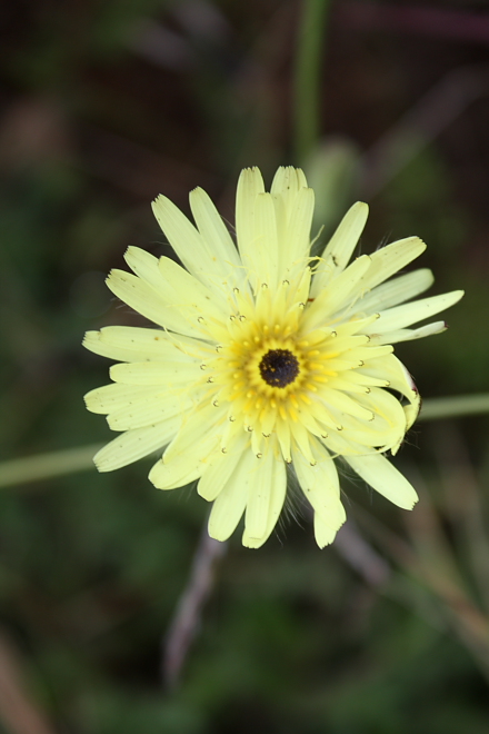 Urospermun dalechampii