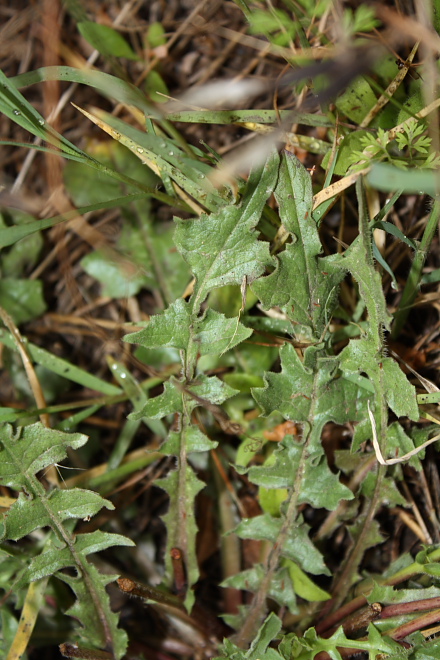 Urospermun dalechampii