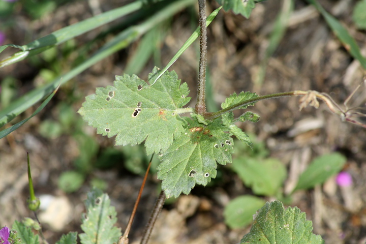 Erodium malacoides