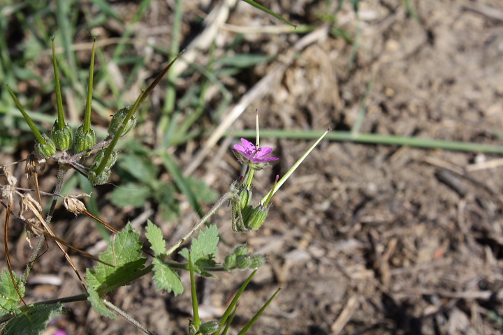 Erodium malacoides