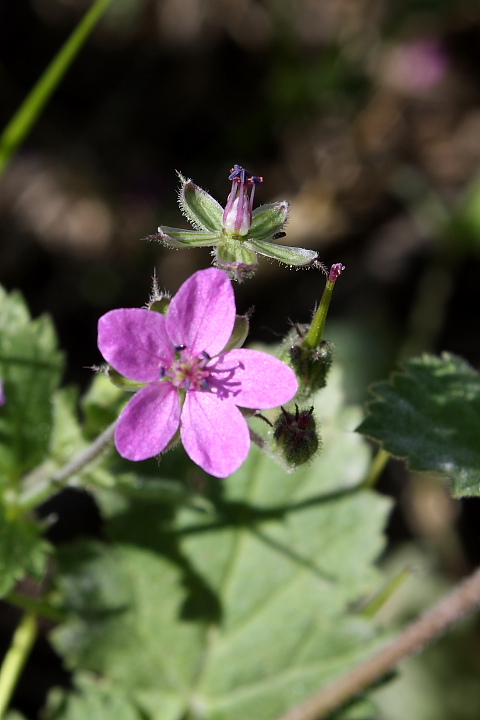 Erodium malacoides