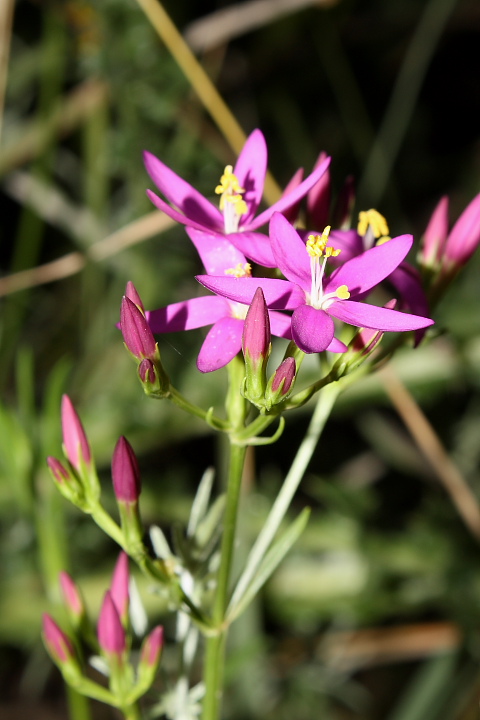 Centaurium erythraea