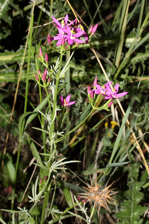 Centaurium erythraea