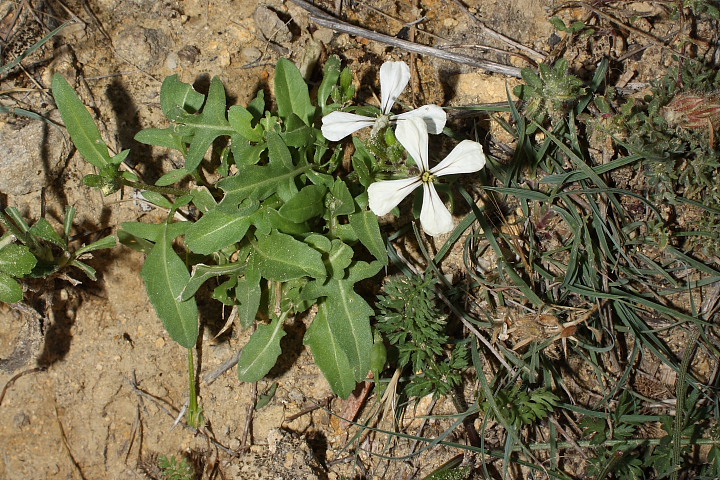 Eruca sativa