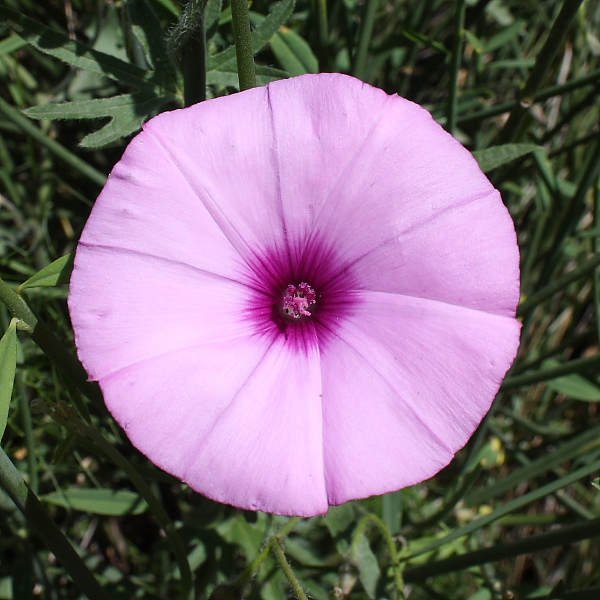 Convolvulus althaeoides